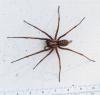 Eratigena sp.